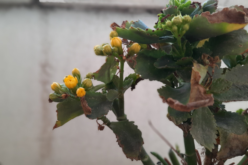 Kalanchoe Tiene Hojas Blandas Huerto En Casa