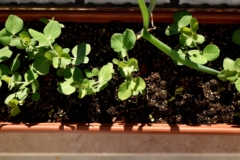 plantar-guisantes-en-maceta