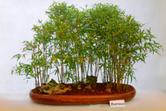 bonsai-bambu