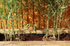 como-plantar-bambu