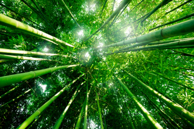 cuanto-tarda-en-crecer-el-bambu