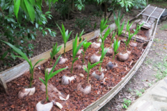 cultivo-de-coco