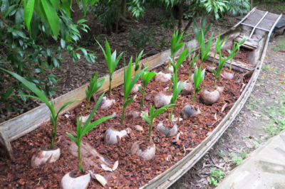 cultivo-de-coco