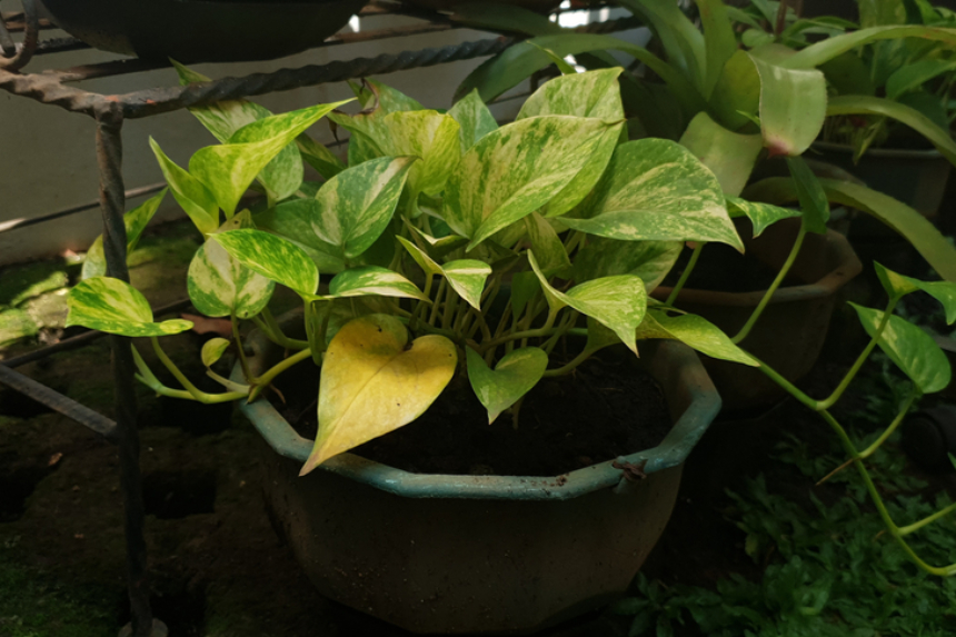 ¿Planta teléfono es de sol o sombra? » Huerto en casa