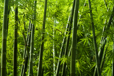 que-es-bambu