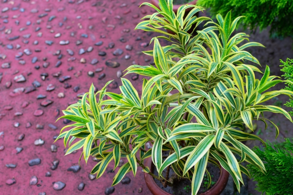 Dracaena Reflexa Cuidados Huerto En Casa