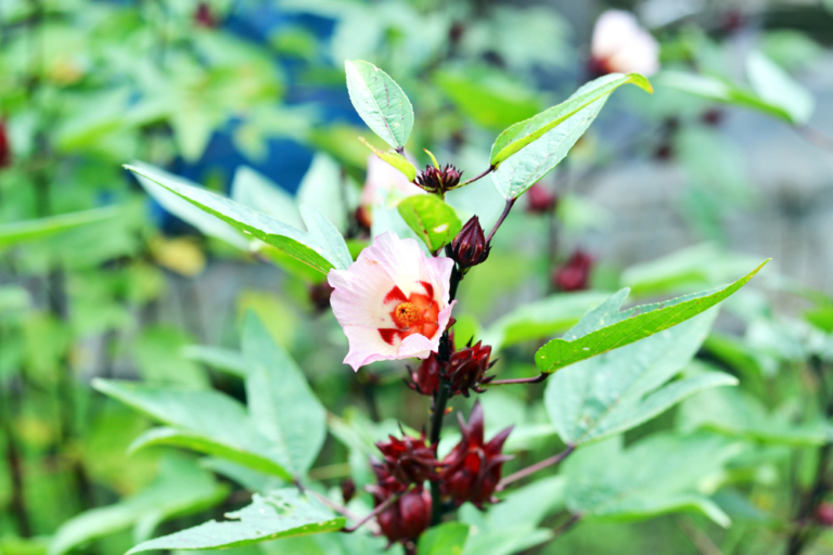 Hibiscus Sabdariffa Cultivo Huerto En Casa