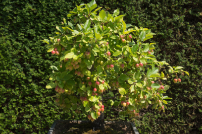 manzano-bonsai