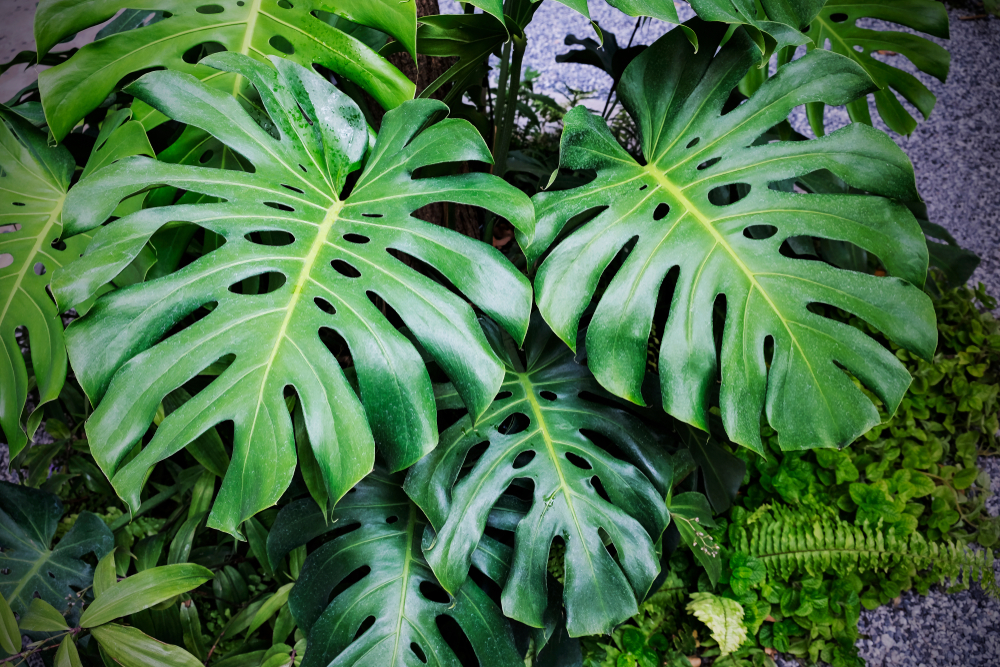 Fruto De La Monstera Deliciosa Huerto En Casa Fruto De La Monstera Deliciosa Huerto En Casa