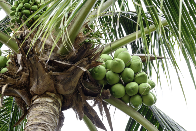 Cuidados De La Palma De Coco Huerto En Casa