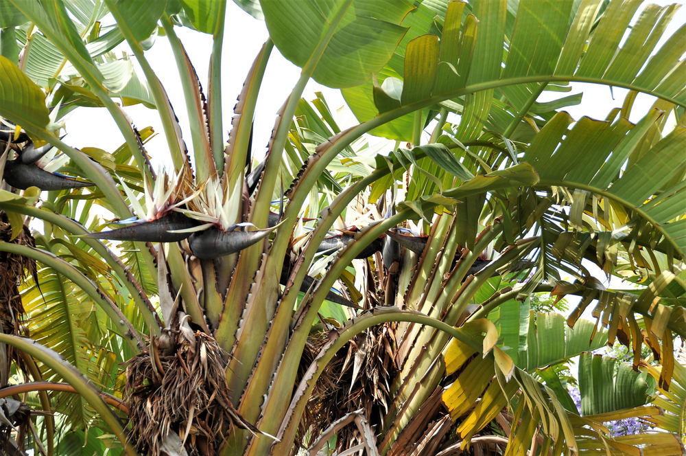 Hojas marrones en strelitzia augusta » Huerto en casa