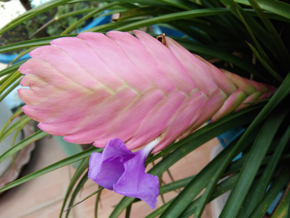 Tillandsia cyanea con flor seca » Huerto en casa