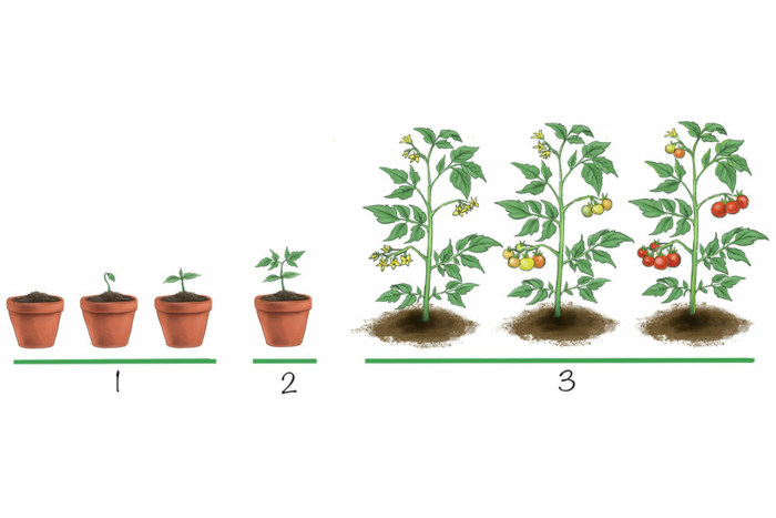 Cuánto tarda en crecer un tomate » Huerto en casa