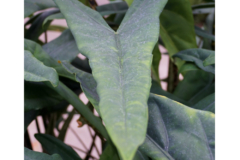 alocasia-zebrina-hojas-amarillas