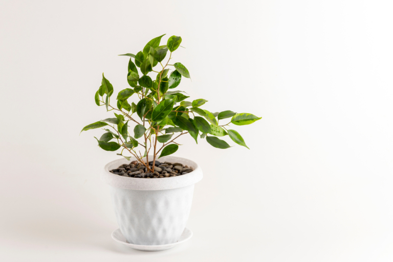 Bonsái De Ficus Benjamina Huerto En Casa