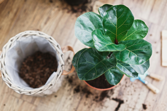 Cuidados del ficus lyrata » Huerto en casa