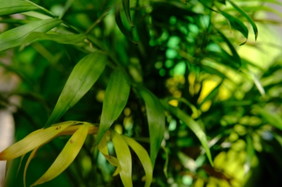 kentia-hojas-amarillas