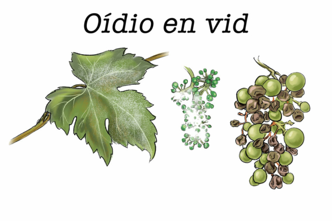 oidio-uva