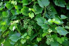 planta-de-uva-cultivo