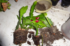 transplantar-cactus-de-navidad