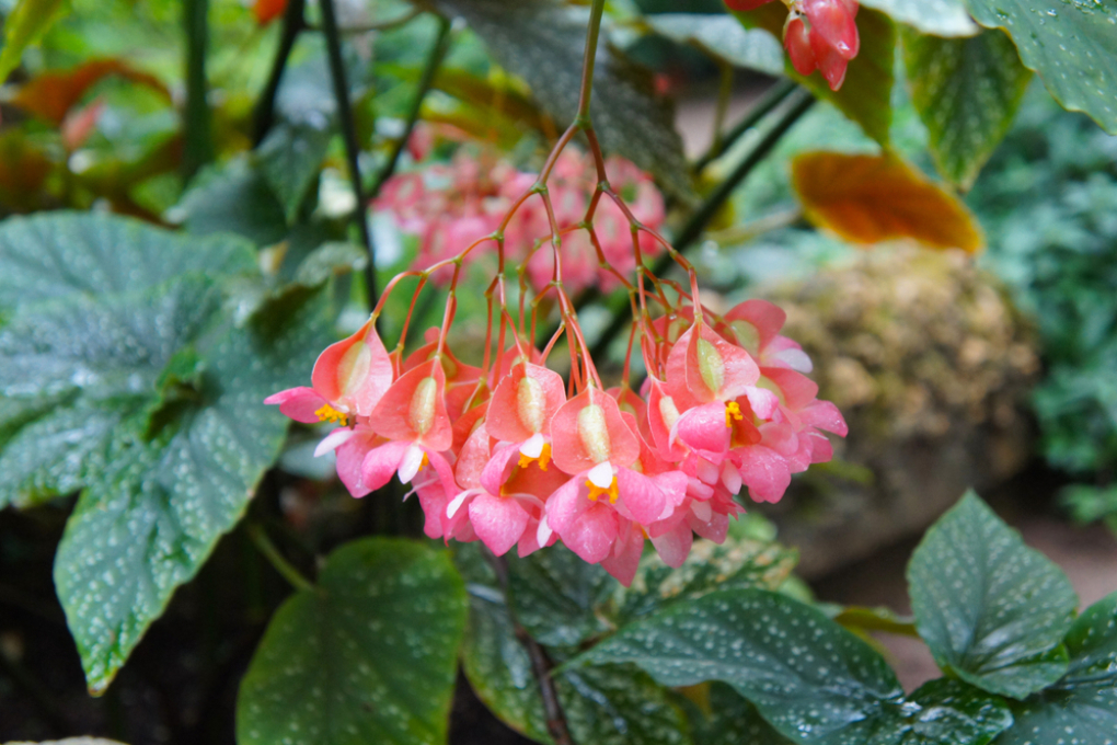 Begonia corallina cuidados » Huerto en casa