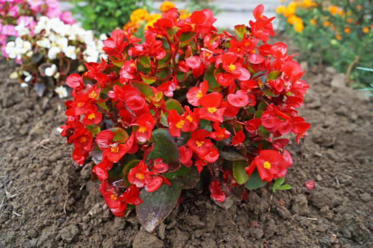Begonia sol o sombra » Huerto en casa