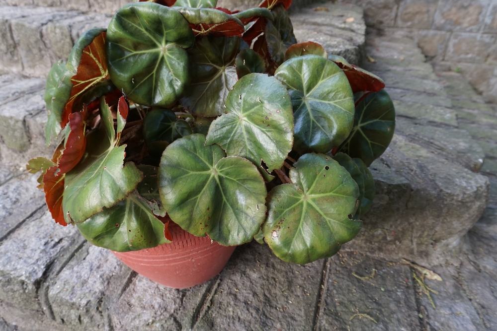 Begonia erythrophylla cuidados » Huerto en casa