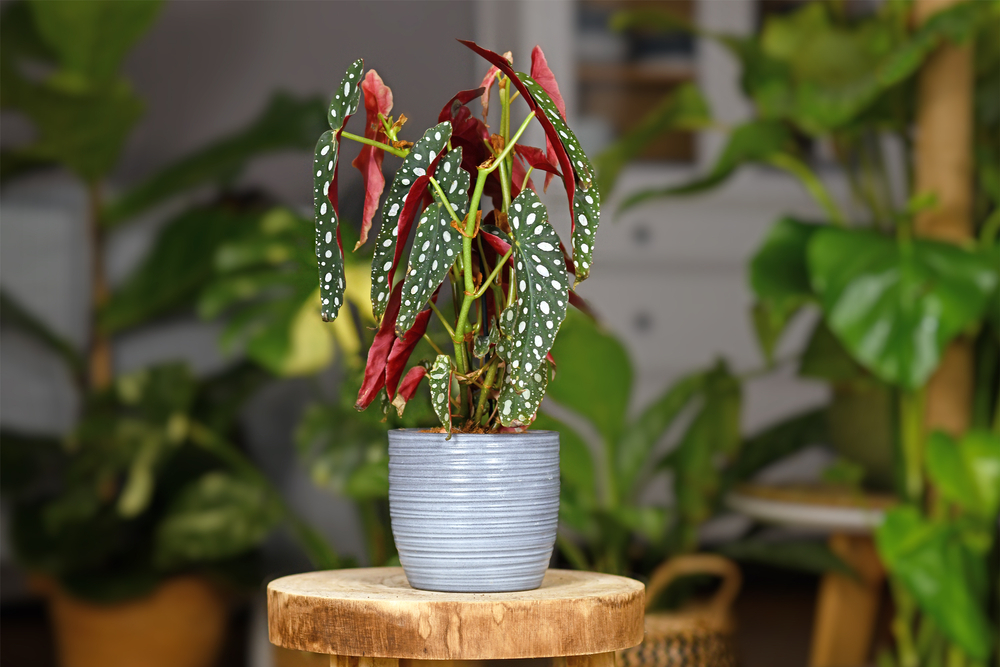 Begonia maculata cuidados » Huerto en casa