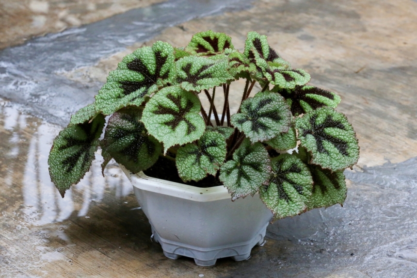 Begonia Masoniana Cuidados » Huerto En Casa