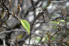 bugambilia-sin-hojas