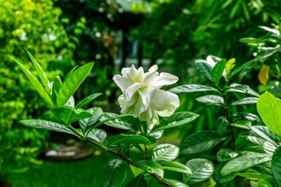 gardenia-cuidados