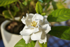 gardenia-cuidados-maceta