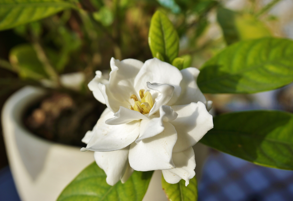 Gardenia cuidados maceta » Huerto en casa