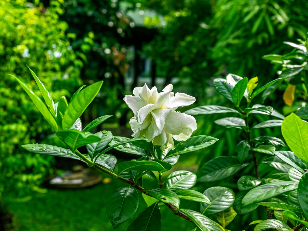 Gardenia cuidados » Huerto en casa