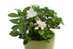 gardenia-jasminoides-bonsai