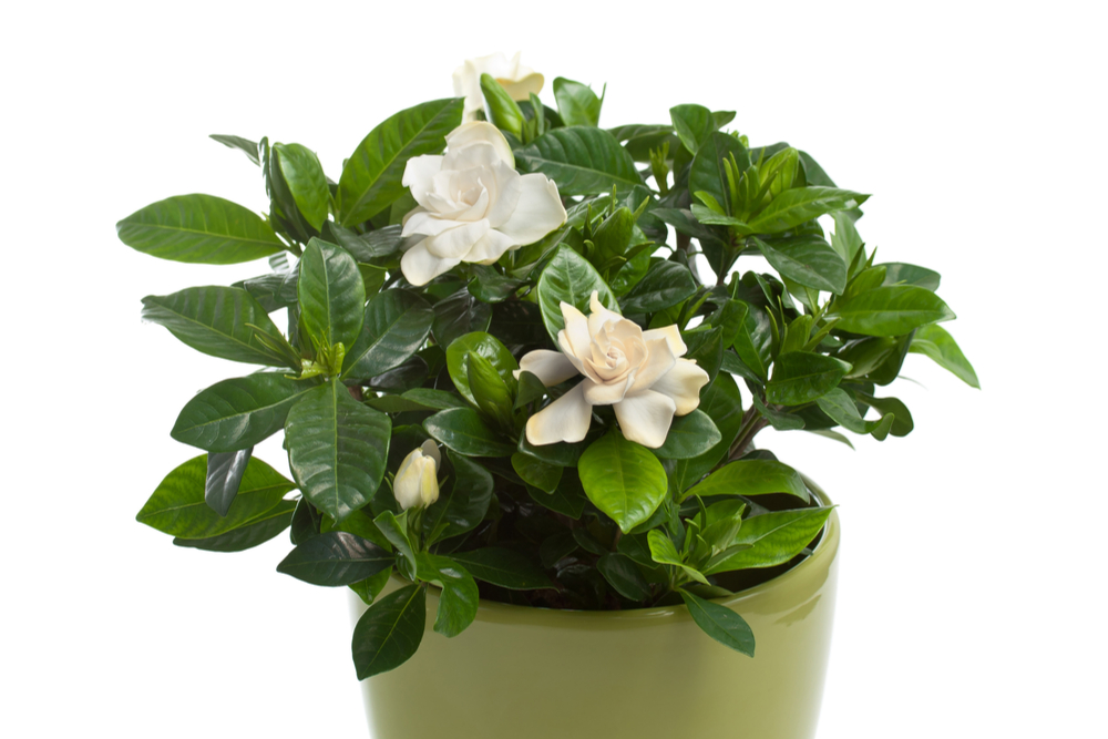 Gardenia jasminoides bonsái» Huerto en casa