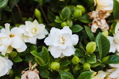 gardenia-jasminoides-cuidados