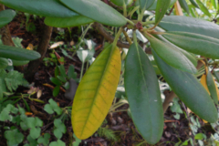 azalea-hojas-amarillas