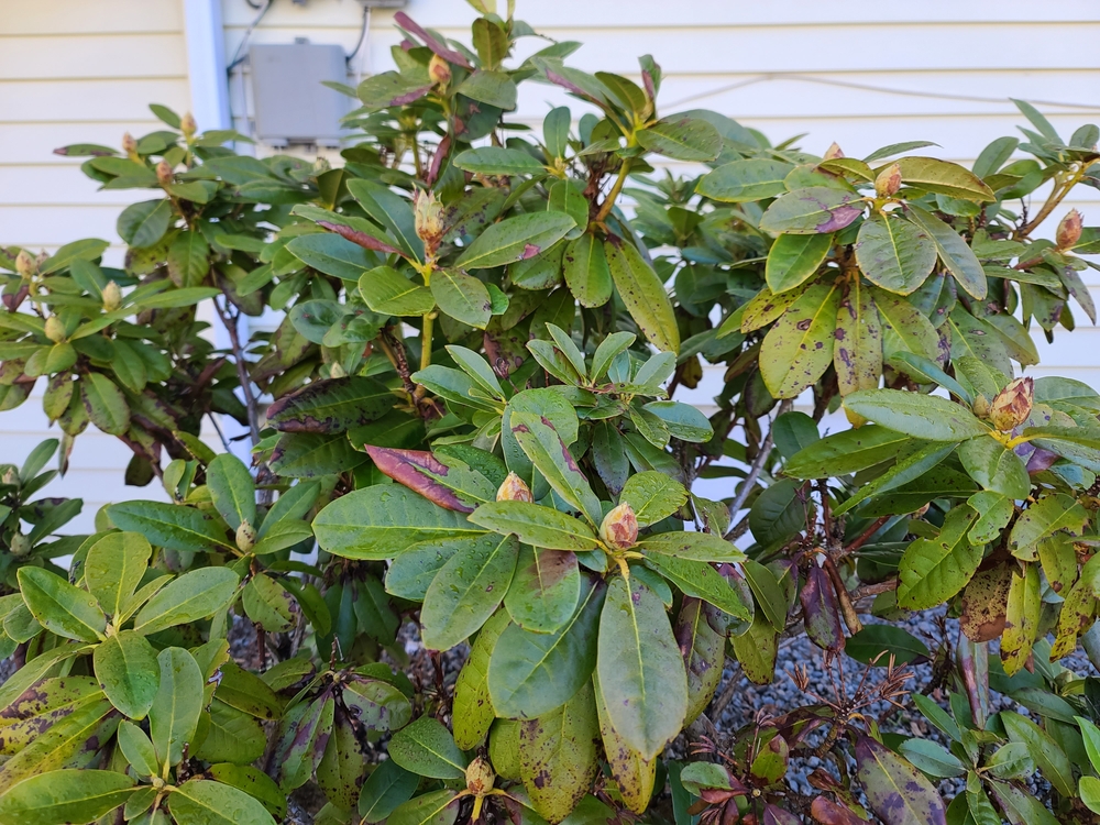 Azalea con hojas marrones » Huerto en casa