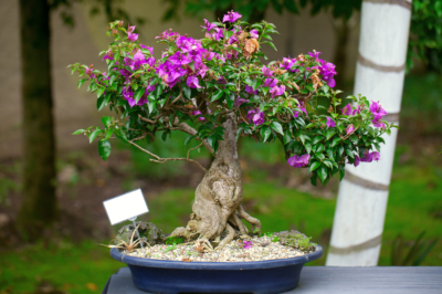 bonsai-bugambilia