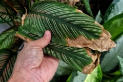 calathea-hojas-marrones
