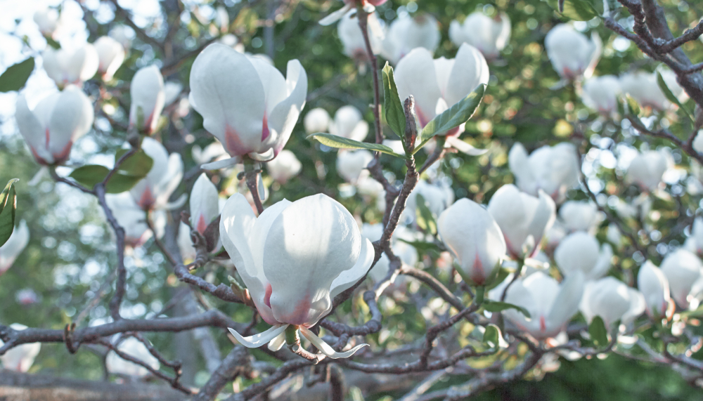 Color más común de la magnolia » Huerto en casa