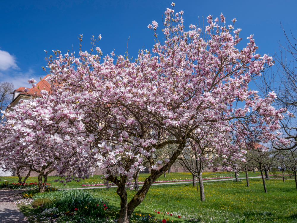 Diferencia entre magnolio y magnolia » Huerto en casa