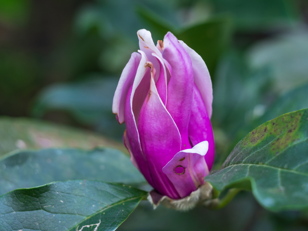 Enfermedades del magnolio » Huerto en casa