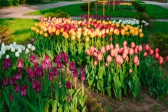 epoca-de-tulipanes-en-espana