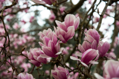flor-del-magnolio
