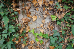 hiedra-hojas-secas