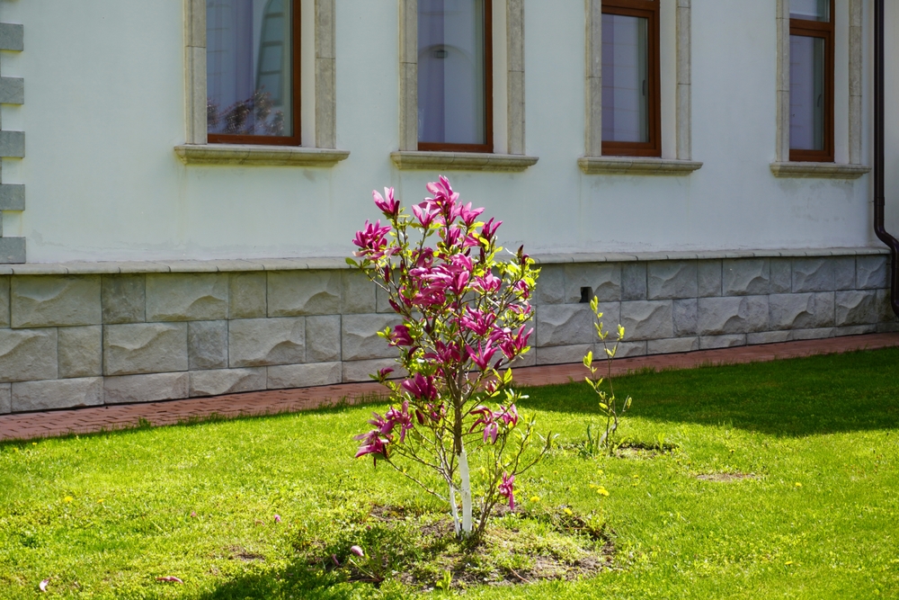 Cuidados de la magnolia » Huerto en casa