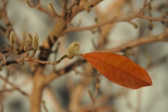 magnolio-hojas-marrones
