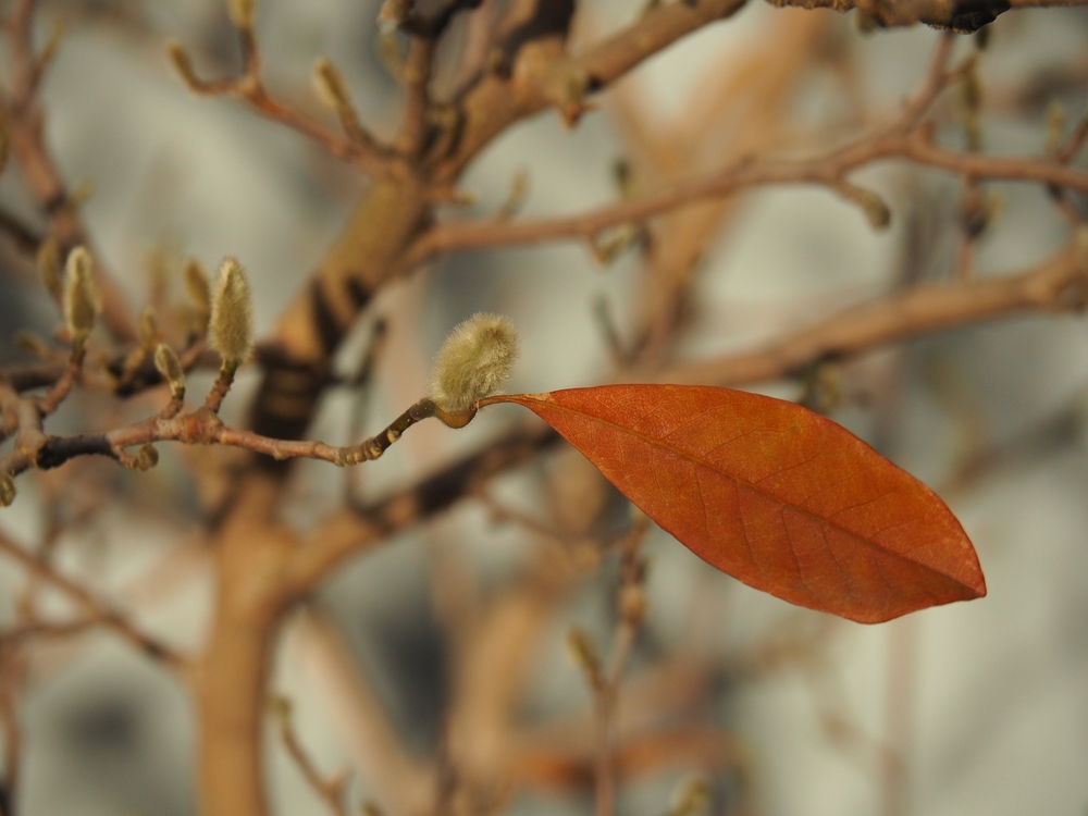 Magnolio con hojas marrones » Huerto en casa